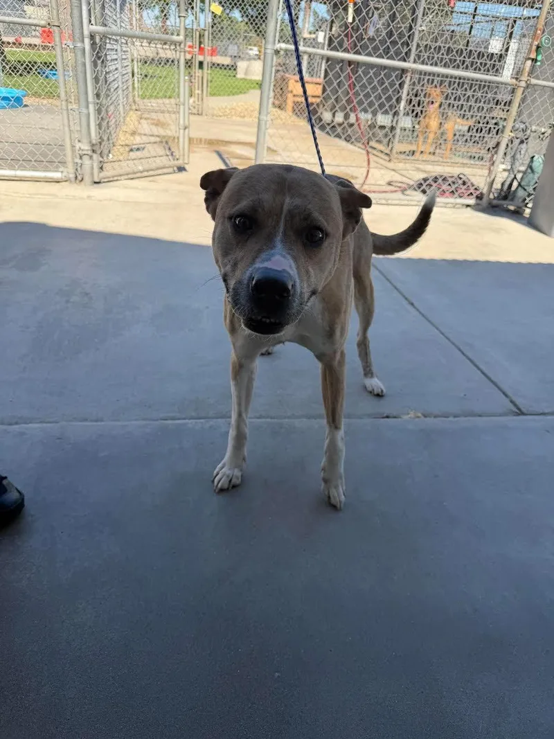 An adult medium-sized male Yellow / Tan / Blond / Fawn American Staffordshire Terrier dog named Benny for adoption in Oakdale, CA