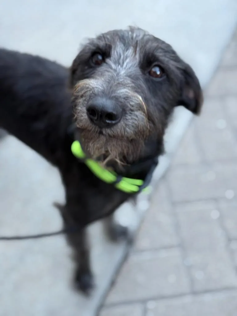 A baby medium-sized female Schnauzer dog named Niña for adoption in Salt Lake City, UT