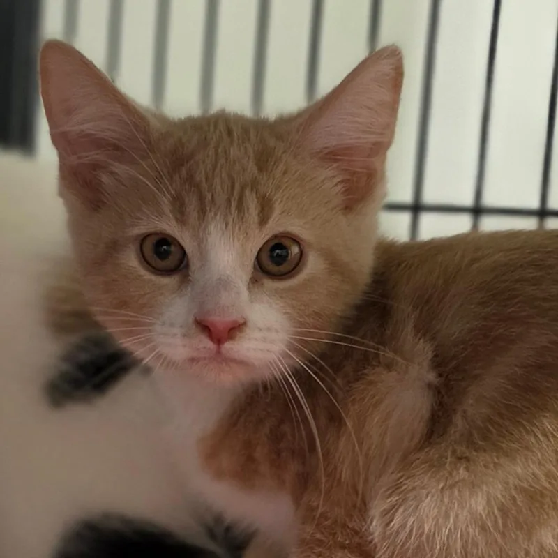 A baby small-sized male Buff / Tan / Fawn Domestic Short Hair cat named Pretzel for adoption in Muncie, IN