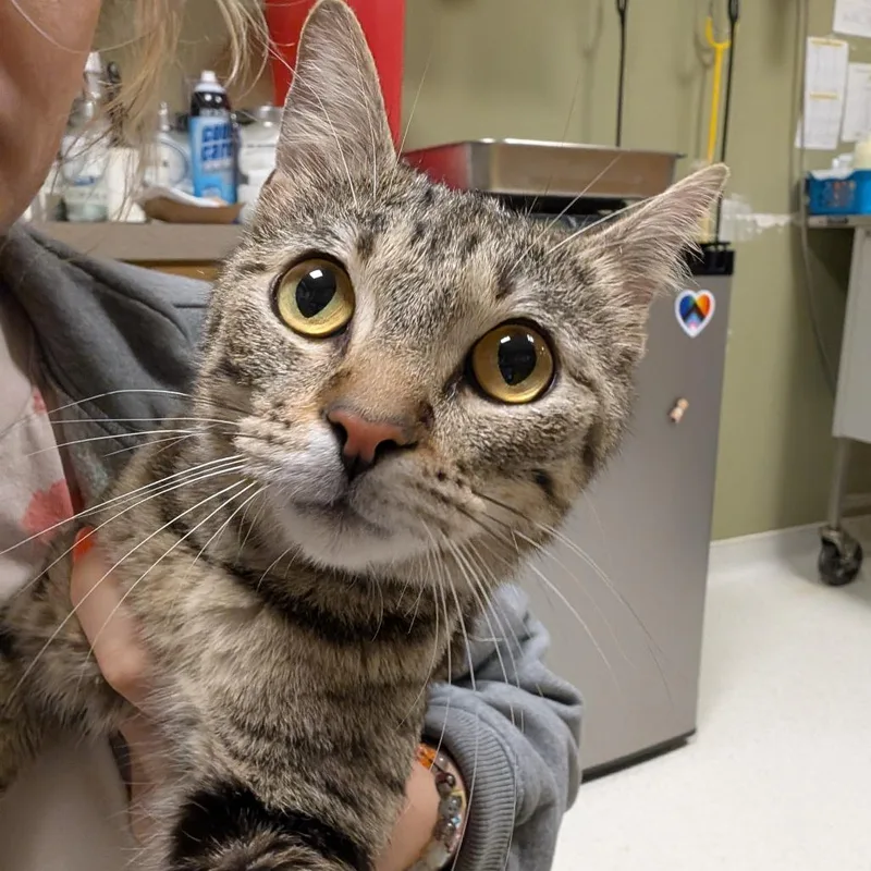 An adult medium-sized female Brown / Chocolate Domestic Short Hair cat named Rubber Ducky for adoption in Baltimore, MD