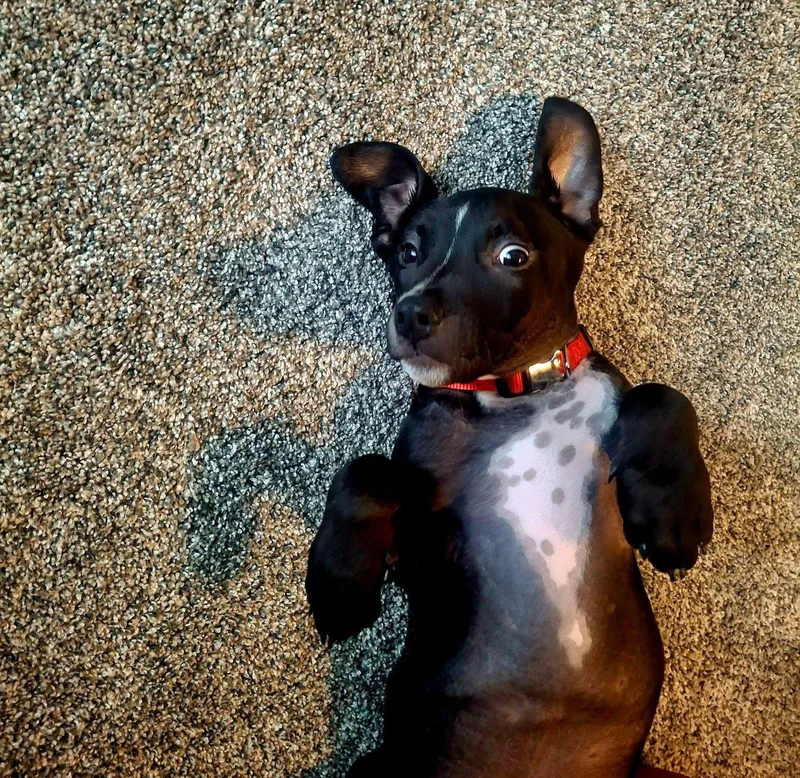 A baby large-sized male Mixed Breed dog named Ozzy for adoption in Bay City, MI