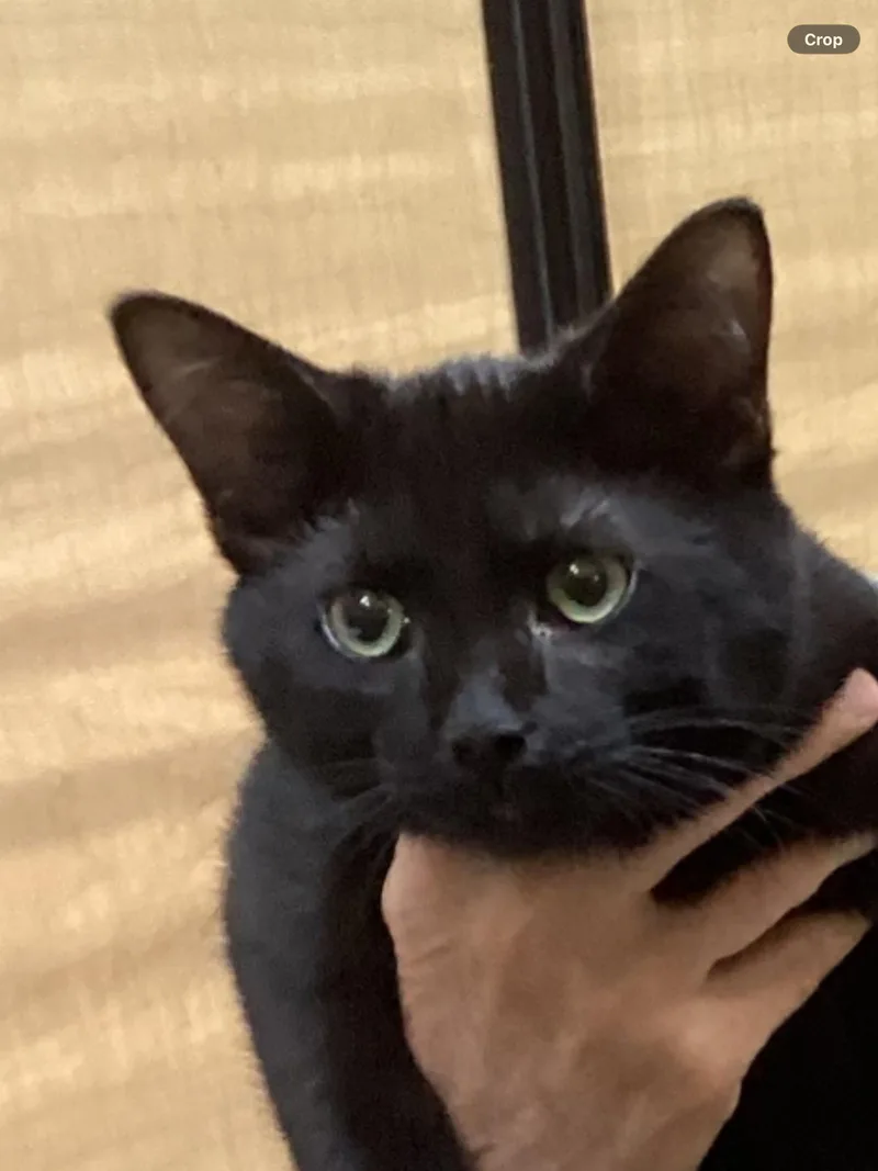 A baby medium-sized male Black Domestic Short Hair cat named Asia for adoption in Northfield, OH