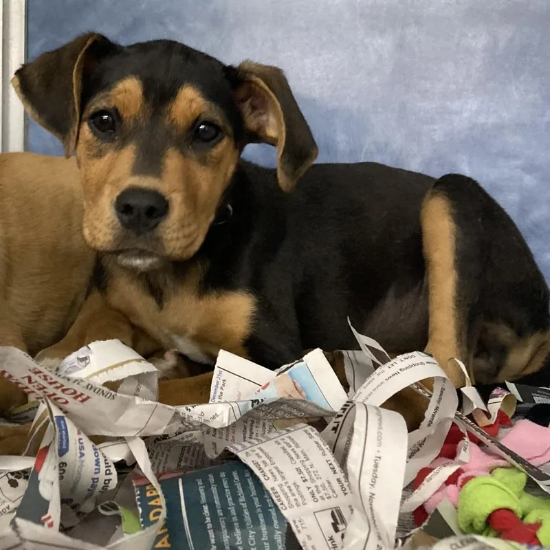 A young medium-sized female Brown / Chocolate Shepherd dog named Khloe for adoption in South Elgin, IL