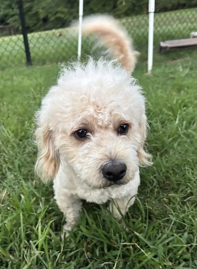 An adult small-sized male Poodle dog named Harry Jul for adoption in Pacolet, SC