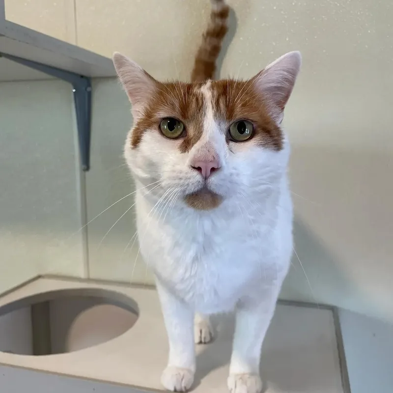 An adult medium-sized male Orange & White Domestic Short Hair cat named Ronnie for adoption in Friday Harbor, WA