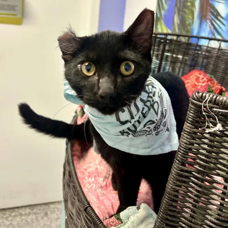 A baby small-sized male Black Domestic Short Hair cat named Philly for adoption in Henderson, NV