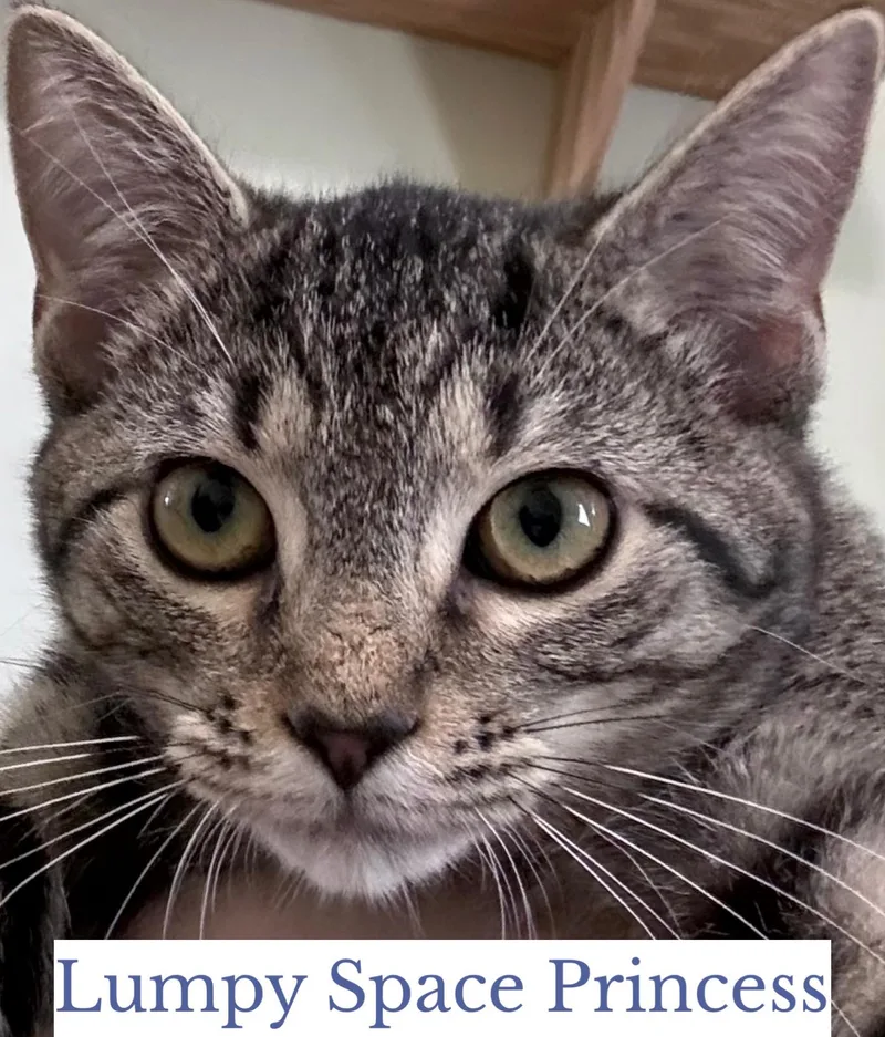 A young medium-sized female Tabby (Gray / Blue / Silver) Domestic Short Hair cat named Lumpy Space Princess for adoption in Berkeley Springs, WV