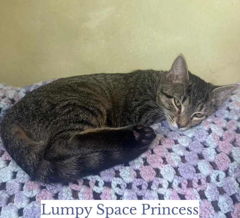 Lumpy Space Princess thumbnail 3