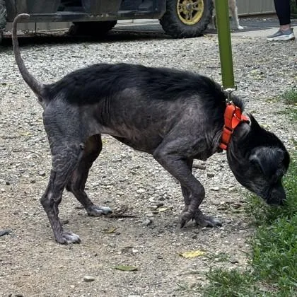 A senior small-sized female Black Mixed Breed dog named Midnight for adoption in Phoenixville, PA