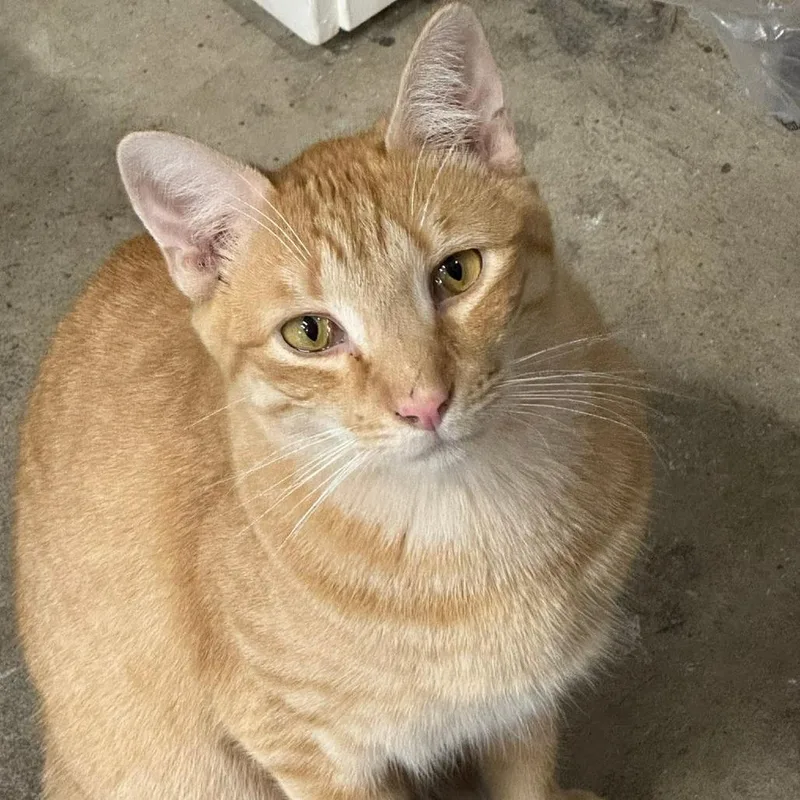 An adult medium-sized male Orange / Red Domestic Short Hair cat named Tangerine ARC for adoption in Akron, NY