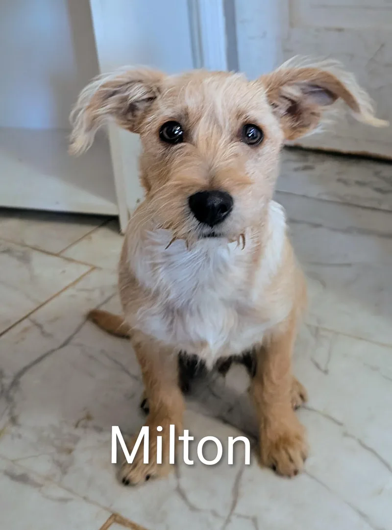 Milton thumbnail 2