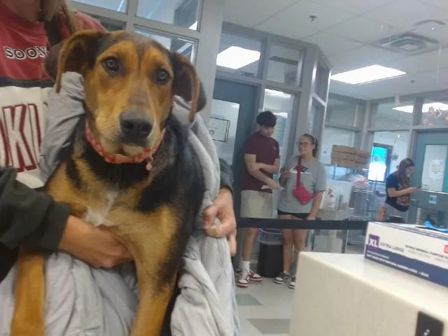 A young large-sized female Hound dog named Clover for adoption in Oklahoma City, OK