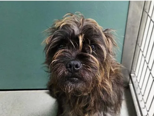 A young small-sized male Brown / Chocolate Affenpinscher dog named Boba for adoption in San Clemente, CA