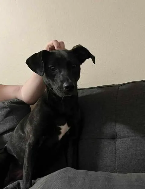 An adult medium-sized female Terrier dog named Maple for adoption in Newport, KY