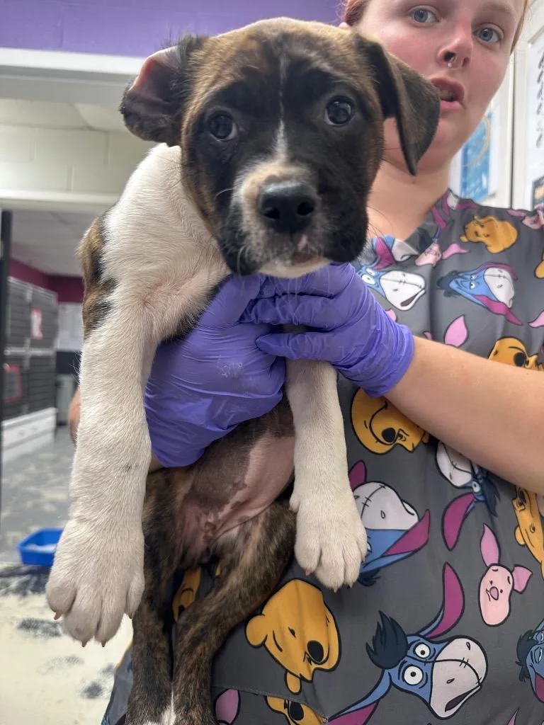 A baby medium-sized female Shar-Pei dog named Gabriela for adoption in Lavonia, GA