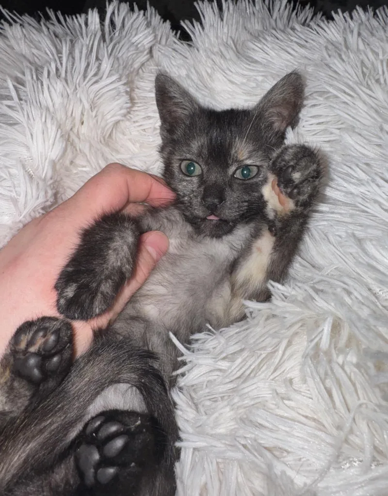 A baby medium-sized female Domestic Short Hair cat named Rocki for adoption in Alexandria, LA