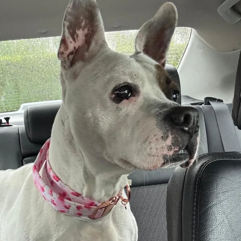 A senior medium-sized female White / Cream Pit Bull Terrier dog named Suki for adoption in Lauderhill, FL