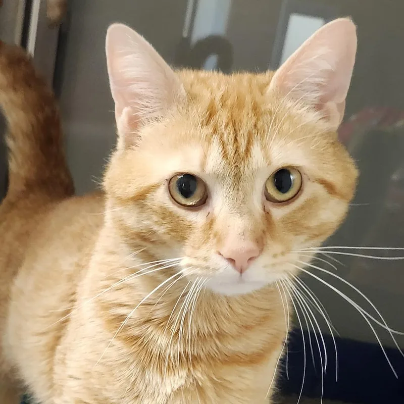 An adult medium-sized male Orange / Red Domestic Short Hair cat named George for adoption in Columbia Station, OH