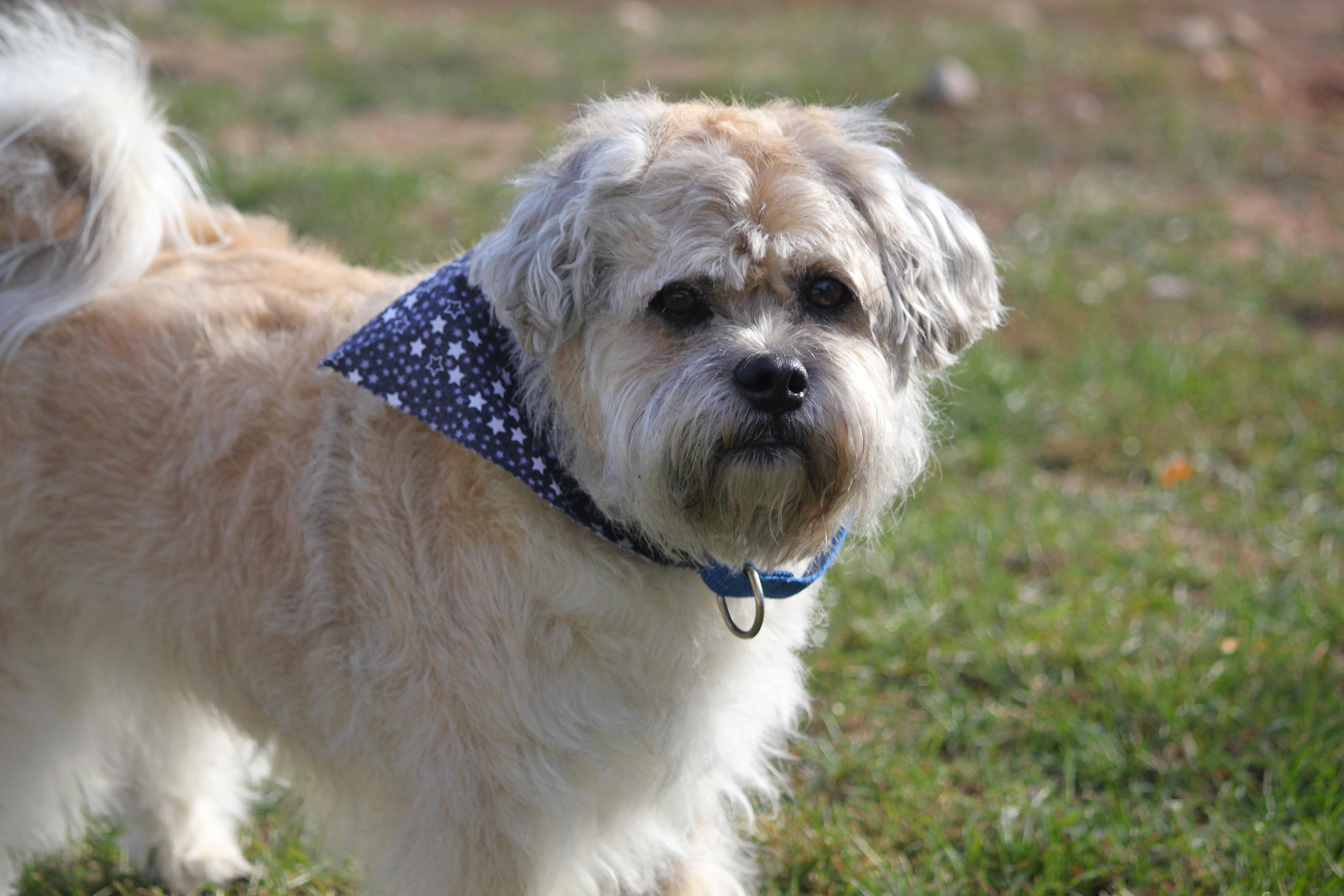 A senior medium-sized male Terrier dog named Oscar for adoption in Hayward, WI