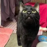 A senior large-sized female Black Domestic Short Hair cat named Beatrice for adoption in Ramona, CA