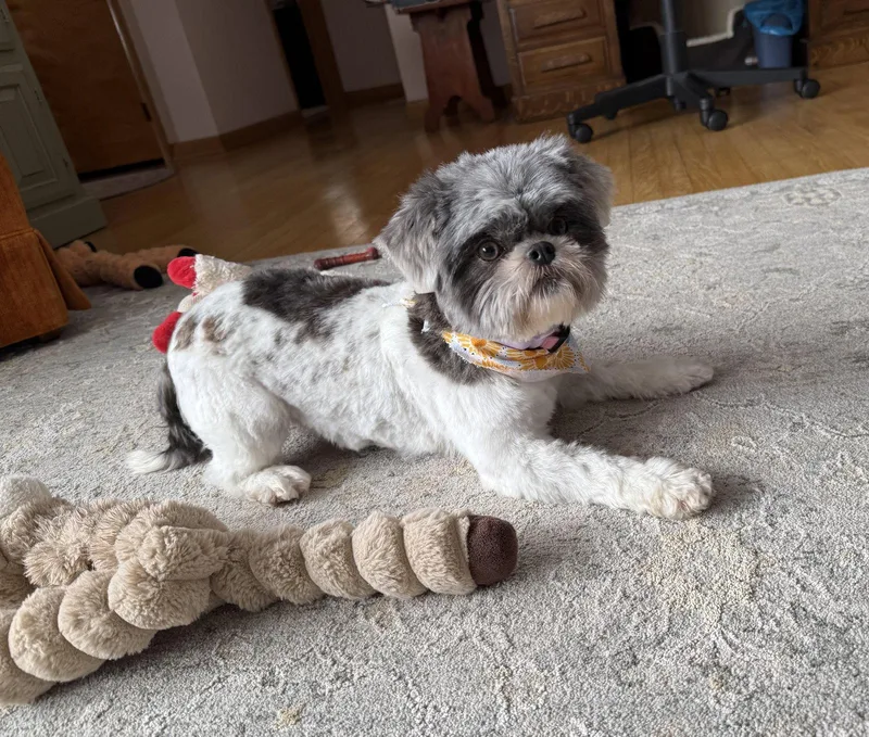 Solenearr thumbnail 2