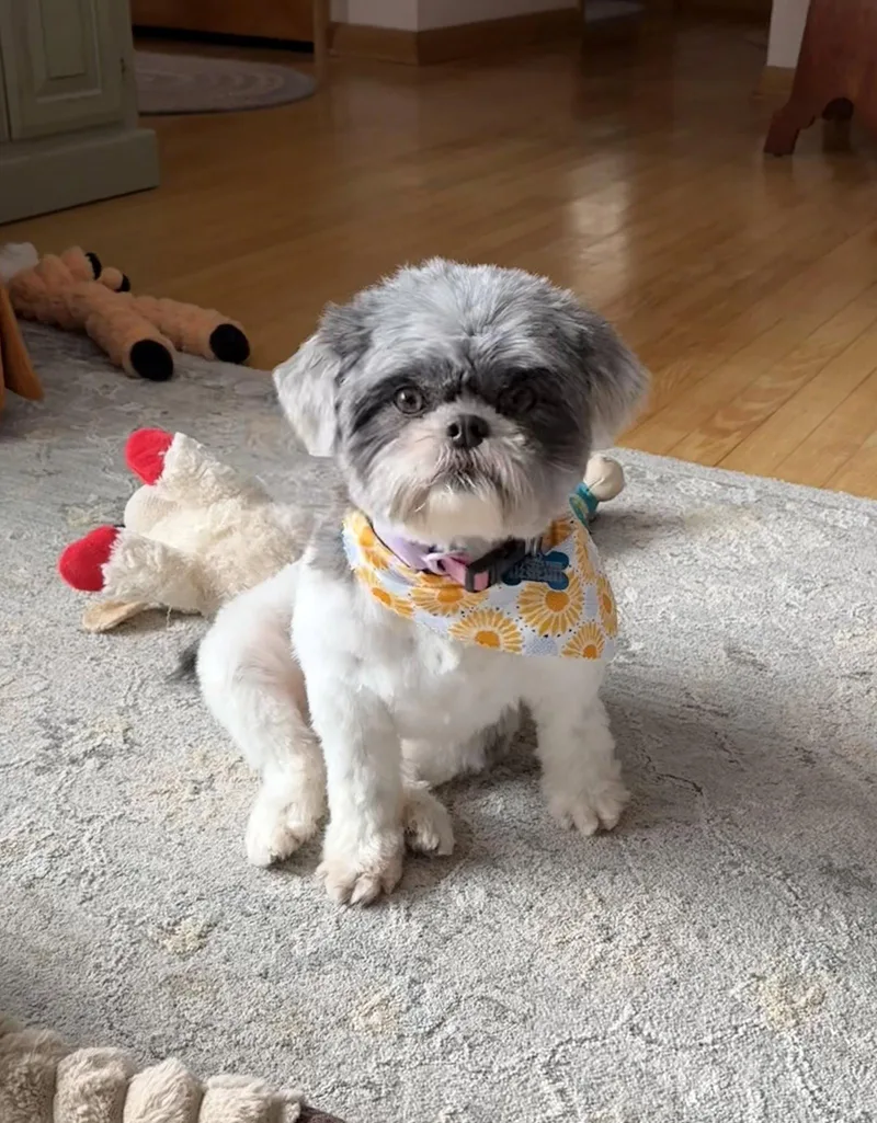 Solenearr thumbnail 3