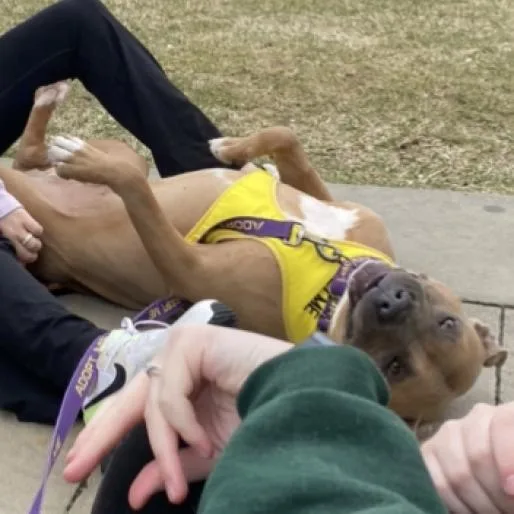 A senior large-sized male Brown / Chocolate Pit Bull Terrier dog named Watson for adoption in Columbia, MO
