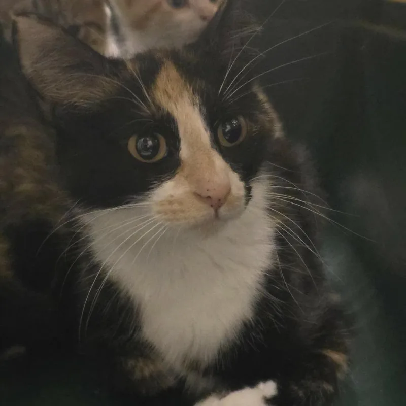 A young medium-sized female Calico Domestic Short Hair cat named Dutchess for adoption in Columbia, MO
