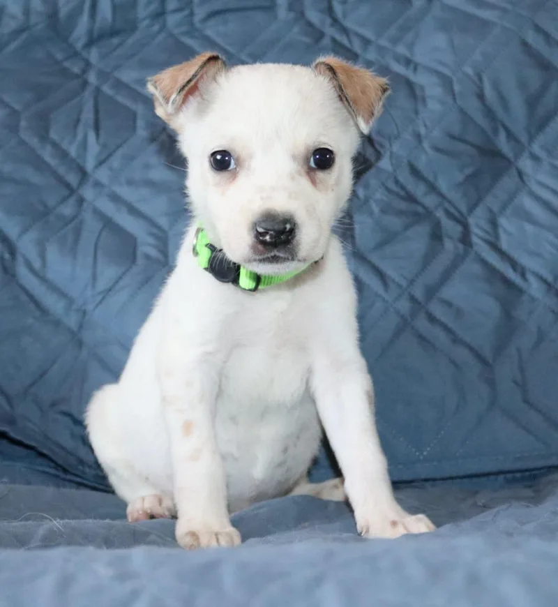 A baby small-sized male Chihuahua dog named Taco for adoption in Mesa, AZ