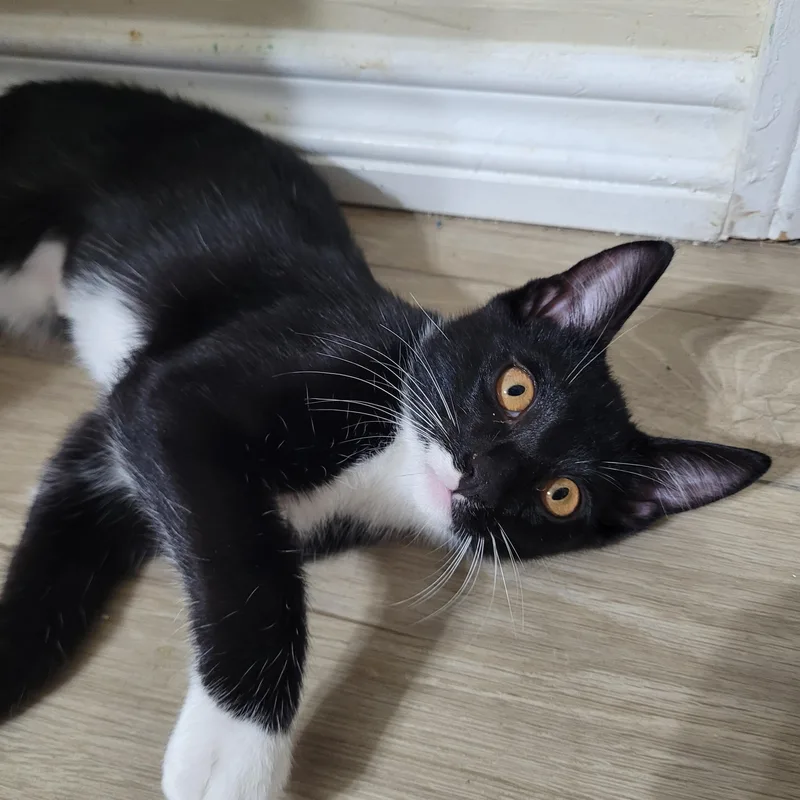 A baby medium-sized female Black & White / Tuxedo Domestic Short Hair cat named Saturn for adoption in Woodland Hills, CA