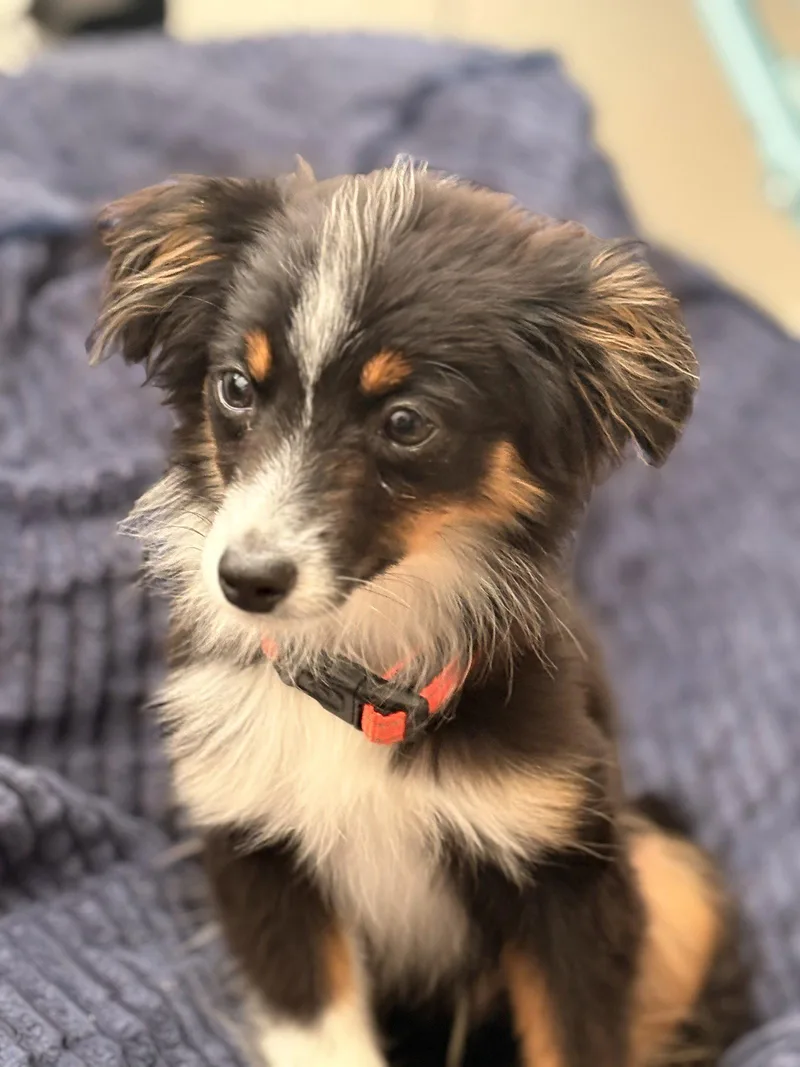 A baby medium-sized male Australian Shepherd dog named Mudflap for adoption in Fort Collins, CO