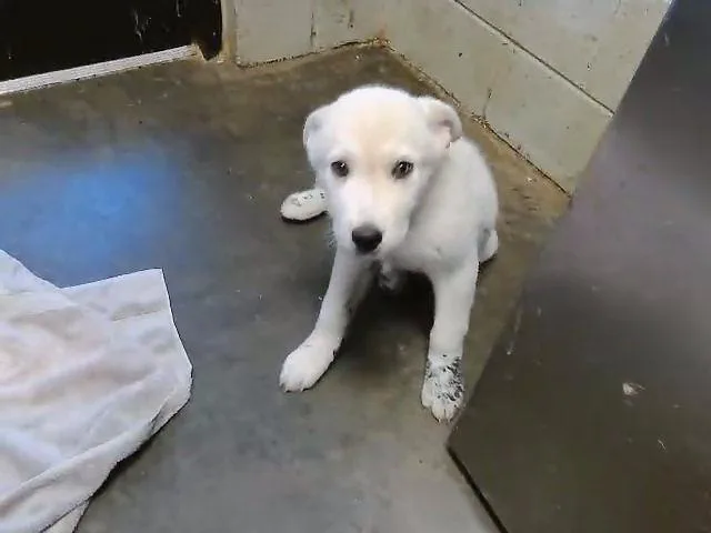 A baby small-sized female Great Pyrenees dog named Bleu for adoption in Tulsa, OK