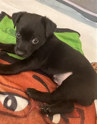 Sully Urgent