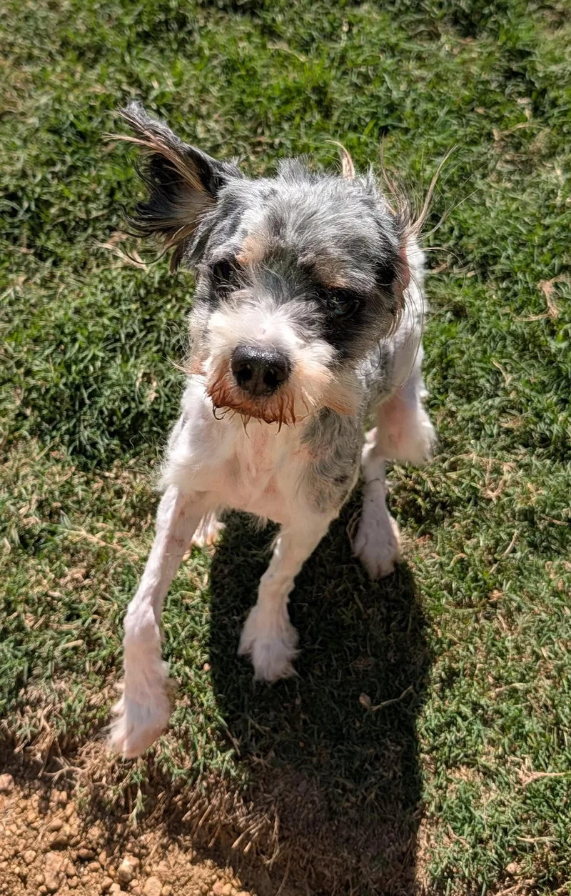 An adult small-sized male Lhasa Apso dog named Curly A for adoption in Plano, TX