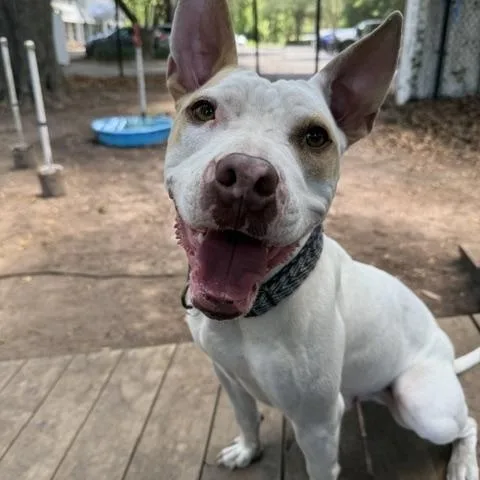 A young medium-sized male White / Cream Mixed Breed dog named Belair for adoption in Charleston, SC