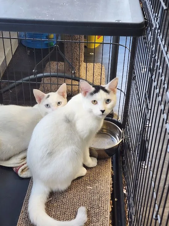 Ravi & Razia Bonded thumbnail 2