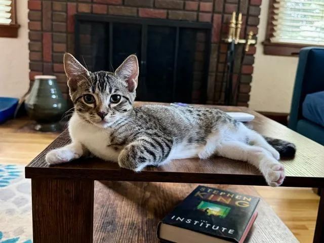 A baby small-sized male Domestic Short Hair cat named Bob for adoption in Minneapolis, MN