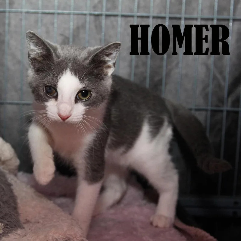 A baby small-sized male Gray / Blue / Silver Domestic Short Hair cat named Homer for adoption in Mooresville, NC