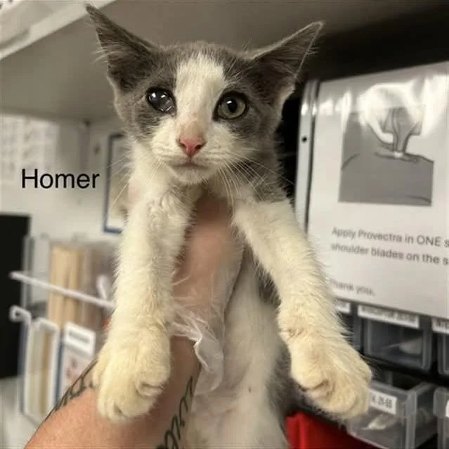 Homer thumbnail 2