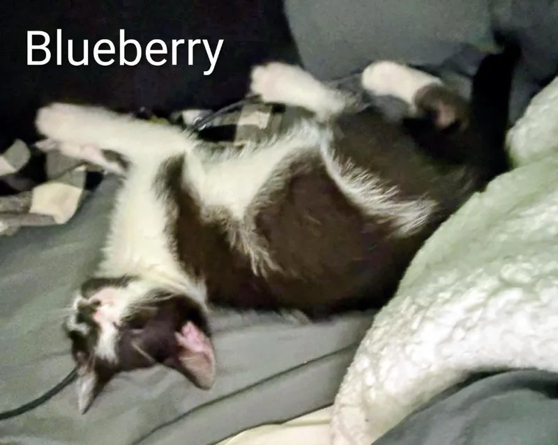 A baby medium-sized female Black & White / Tuxedo Domestic Short Hair cat named Blueberry for adoption in Binghamton, NY