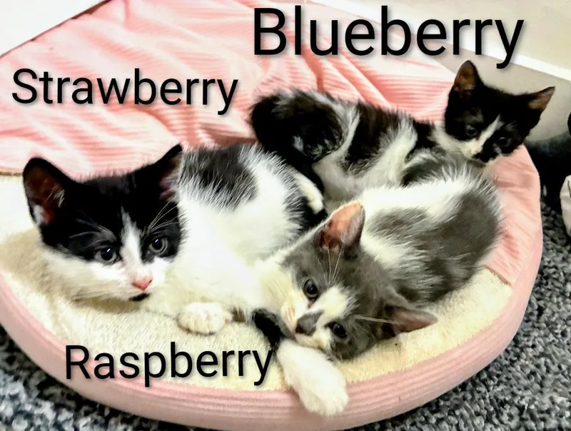Blueberry thumbnail 3