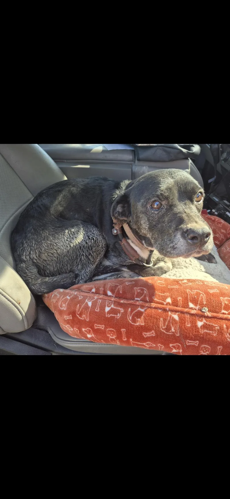 A senior medium-sized female Black Pit Bull Terrier dog named Daisy for adoption in Lexington, MO