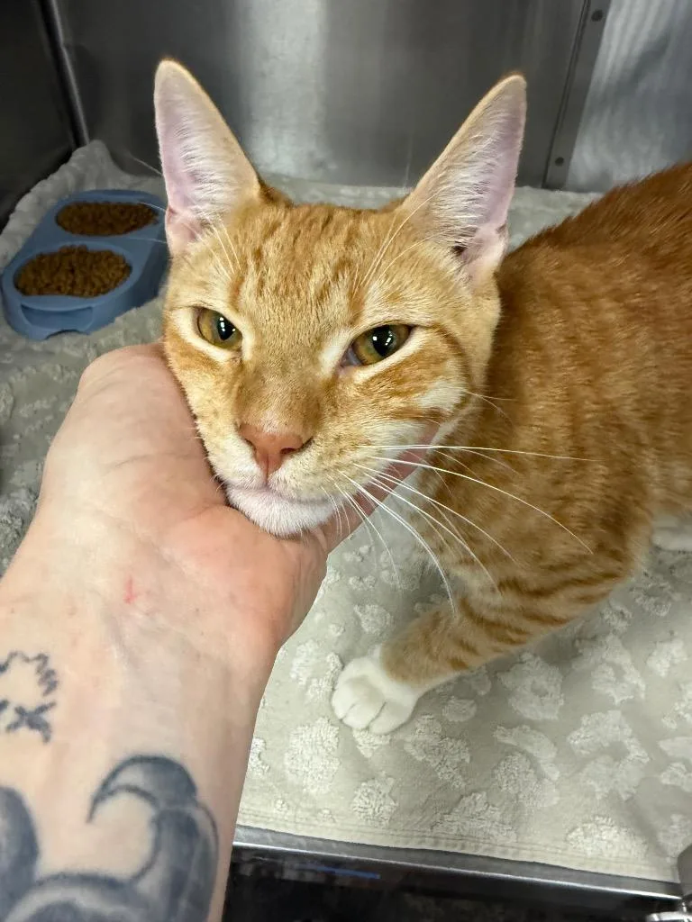 A baby small-sized male Domestic Short Hair cat named Quarterbob for adoption in Thousand Oaks, CA