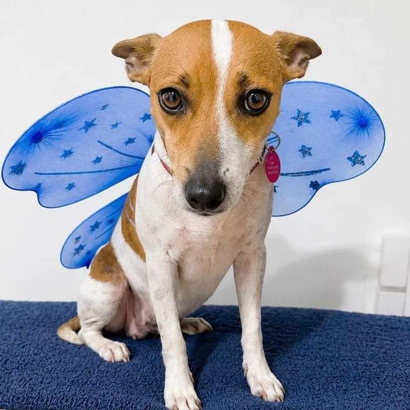 An adult small-sized female White / Cream Chihuahua dog named Jamie for adoption in Tampa, FL