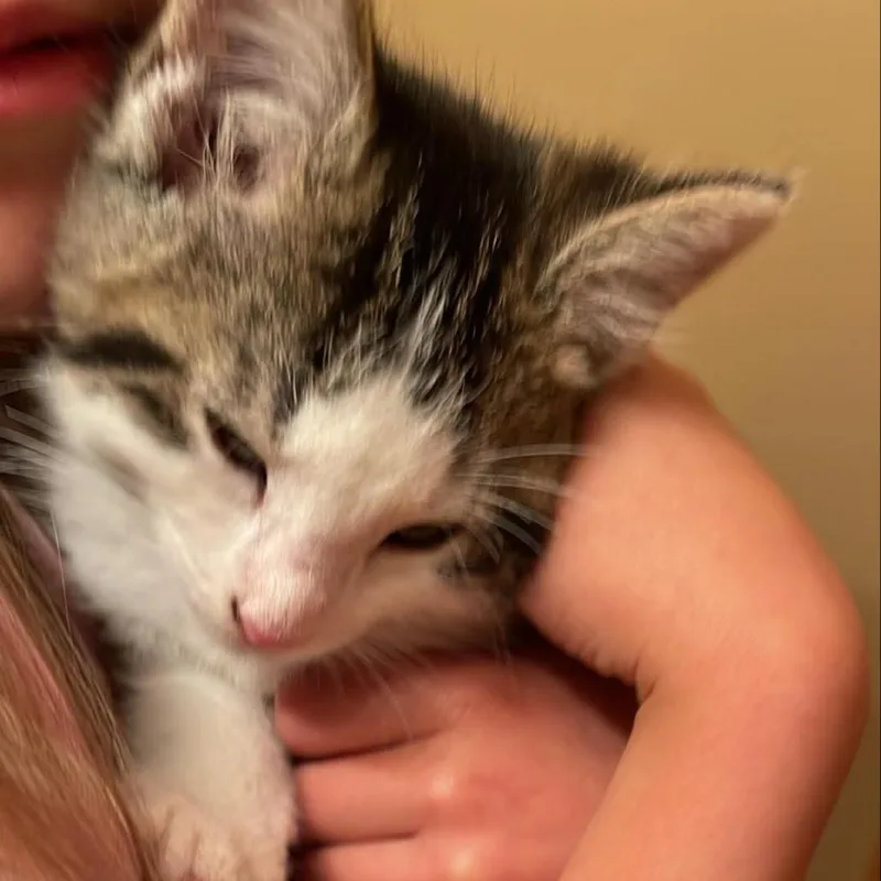 A baby small-sized male White Domestic Medium Hair cat named Spice for adoption in LYLE, MN