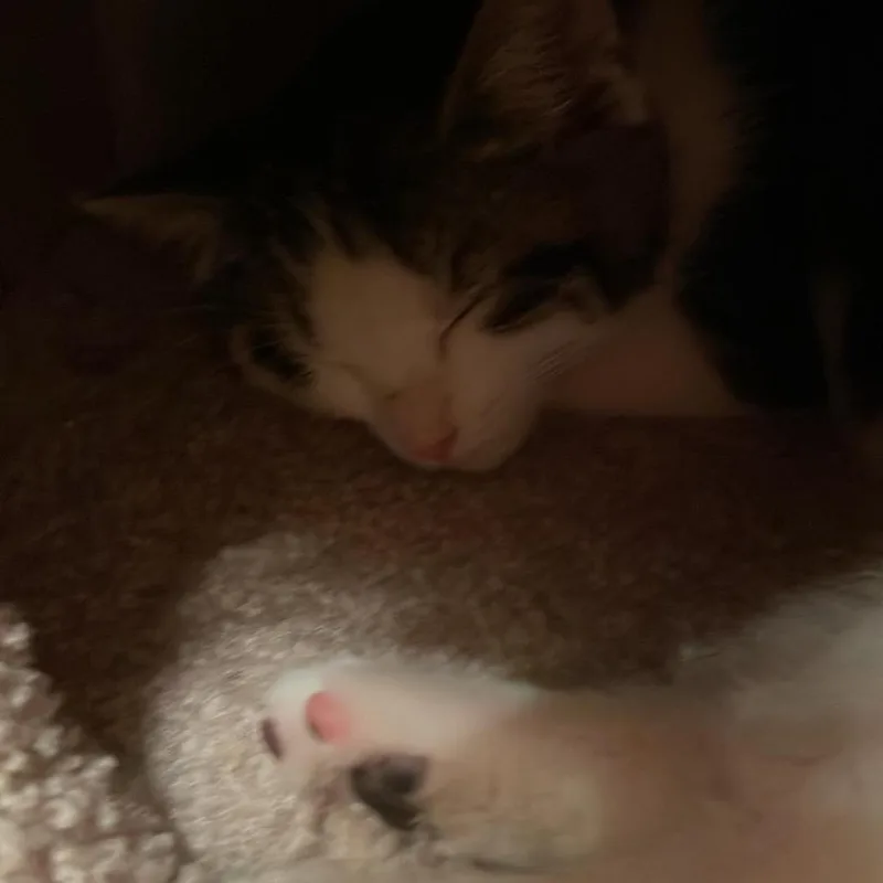 Spice thumbnail 2