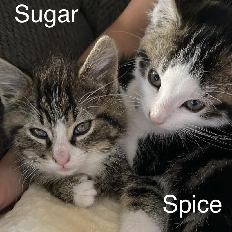 Spice thumbnail 3