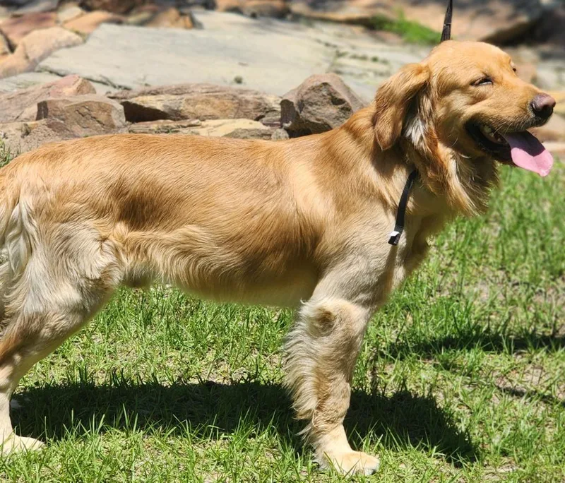 Apollo