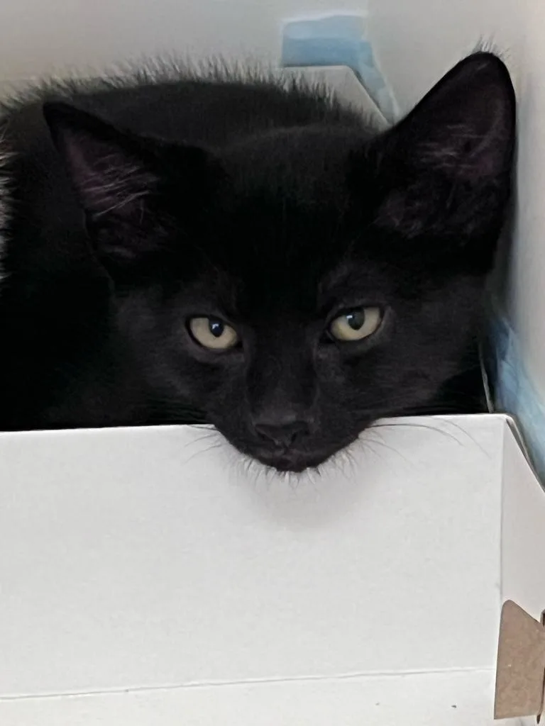 A baby large-sized female Domestic Short Hair cat named Cher for adoption in Greenfield, IN