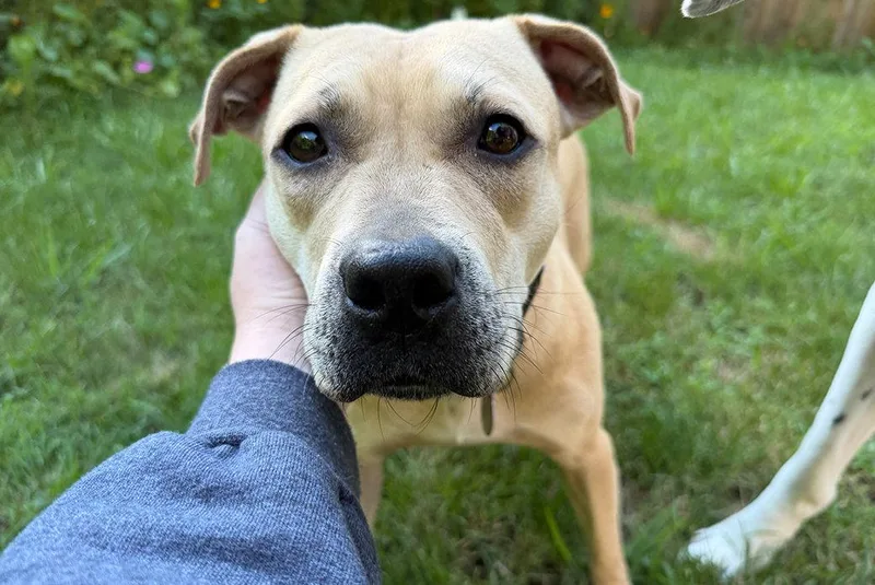 An adult medium-sized female Mixed Breed dog named Stormy for adoption in Weaverville, NC